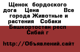Щенок  бордоского  дога. › Цена ­ 60 000 - Все города Животные и растения » Собаки   . Башкортостан респ.,Сибай г.